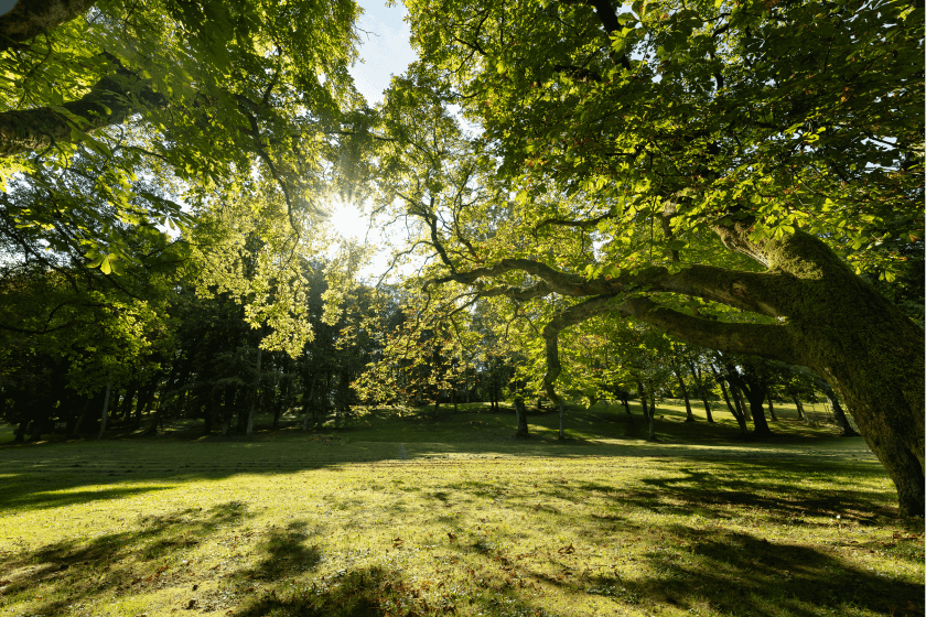 forêt des Vosges